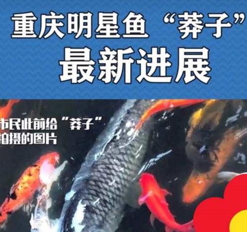 最新偷鱼爆料新闻事件是什么,揭秘黑幕，渔民权益再受挑战